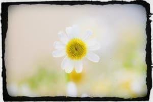 gentleness like a flower